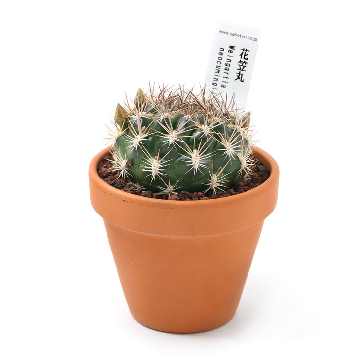 楽天市場】（観葉植物）素焼鉢 サボテン レブチア 花笠丸 