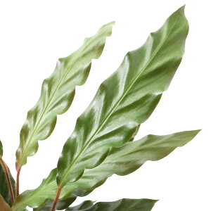 観葉植物 カラテアの人気商品 通販 価格比較 価格 Com 観葉植物 カラテアの人気商品 通販 価格比較 価格 Com