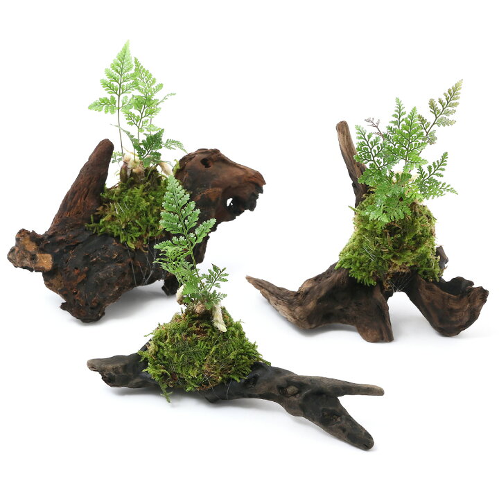楽天市場 観葉植物 テラリウム向け ミニトキワシノブ付流木 約１５ｃｍ ３個 Charm 楽天市場店