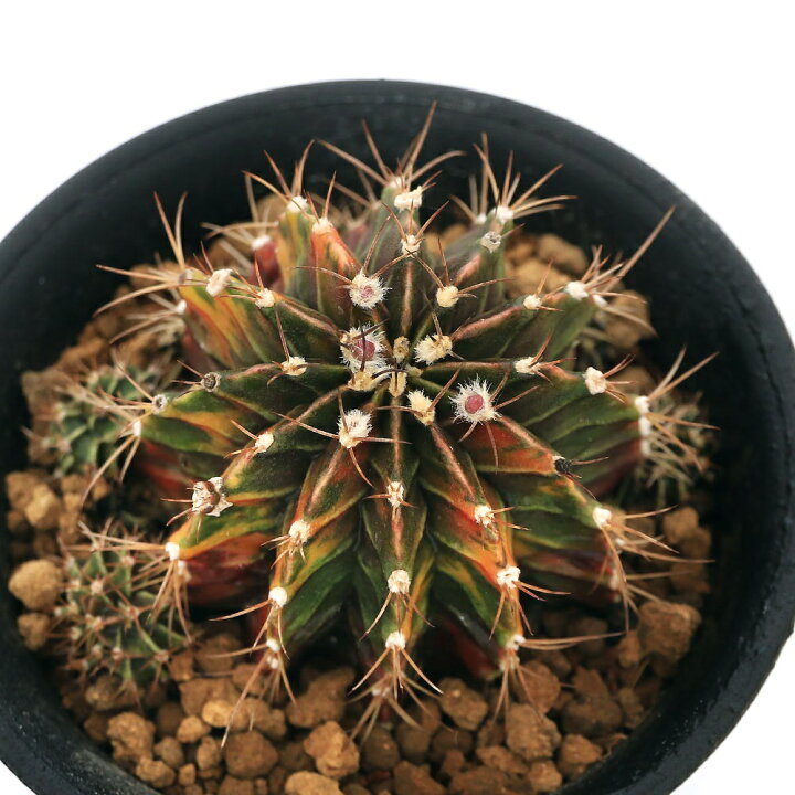 楽天市場 観葉植物 一点物 サボテン ギムノカリキウム ペッタムシィー レッド系 ３ ５号 １鉢 ３６７８７０ 沖縄別途送料 Charm 楽天市場店