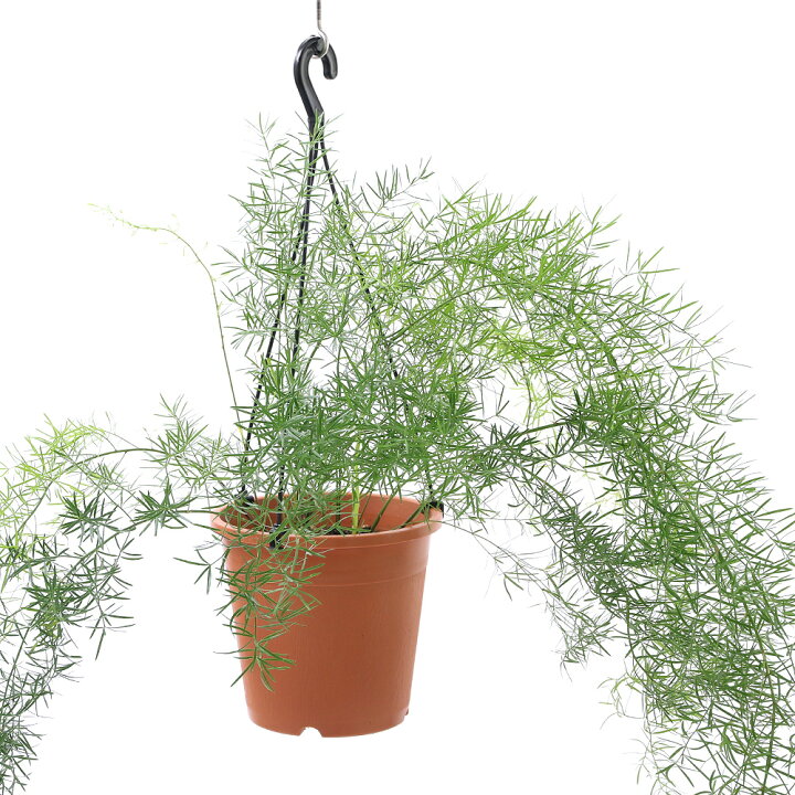楽天市場 観葉植物 アスパラガス デンシフロルス スプレンゲリー 吊り鉢タイプ 5号 1鉢 Charm 楽天市場店 楽天市場 観葉植物 アスパラガス デンシフロルス スプレンゲリー 吊り鉢タイプ 5号 1鉢 Charm 楽天市場店