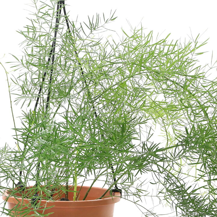 楽天市場 観葉植物 アスパラガス デンシフロルス スプレンゲリー 吊り鉢タイプ ５号 １鉢 Charm 楽天市場店