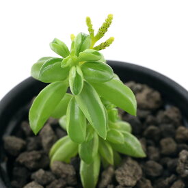 楽天市場 アメリア 花 観葉植物 花 ガーデン Diy の通販 楽天市場 アメリア 花 観葉植物 花 ガーデン Diy の通販