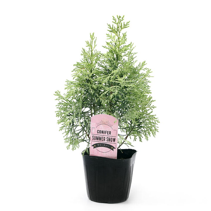 楽天市場 観葉植物 コニファー サマースノー ３号 １ポット Charm 楽天市場店