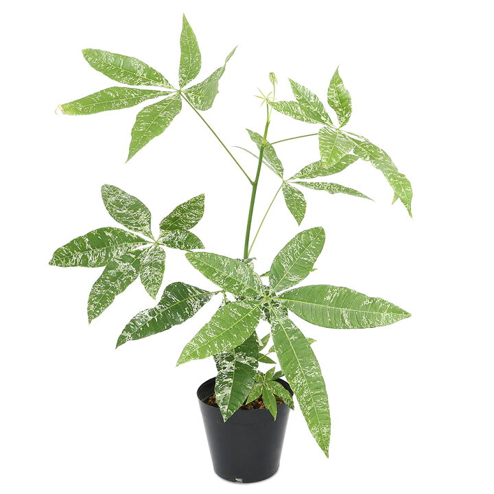 楽天市場 観葉植物 パキラ ミルキーウェイ 実生株 ６号 １鉢 沖縄別途送料 Charm 楽天市場店