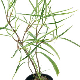 楽天市場 アリ植物の通販