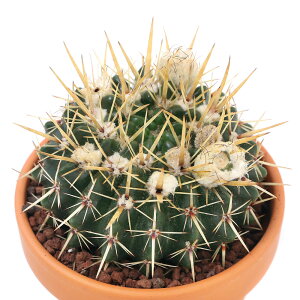 iAjfĔ@T{e@pfBA@qہiVVIE}j@3i1j