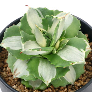 iAjAKx@ܗ_@@3D5`4i1j