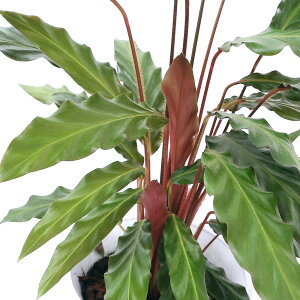 観葉植物 カラテアの人気商品 通販 価格比較 価格 Com
