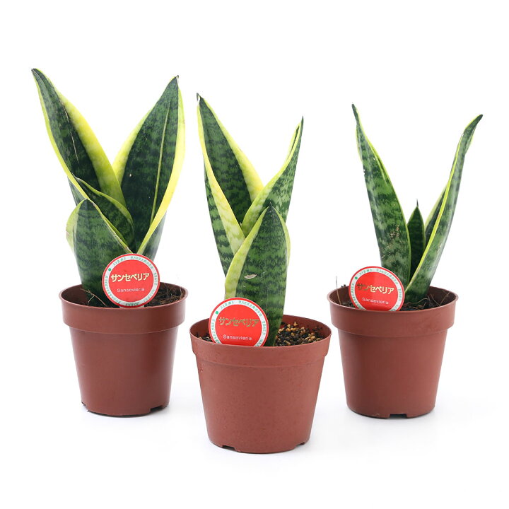 楽天市場 観葉植物 訳あり品 サンスベリア ４号 １鉢 北海道冬季発送不可 Charm 楽天市場店