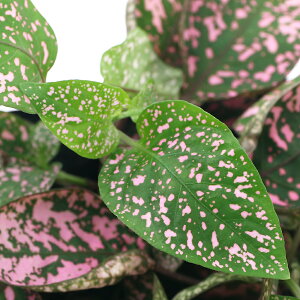 楽天市場 観葉植物 ヒポエステス ピンク ３ ５号 １ポット Charm 楽天市場店