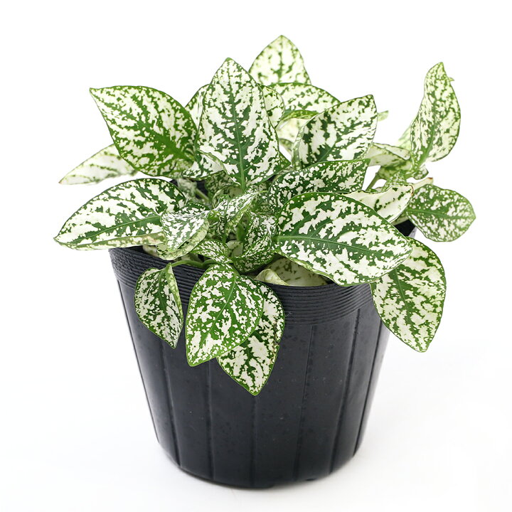 楽天市場 観葉植物 ヒポエステス ホワイト ２ ５ ３号 １ポット Charm 楽天市場店