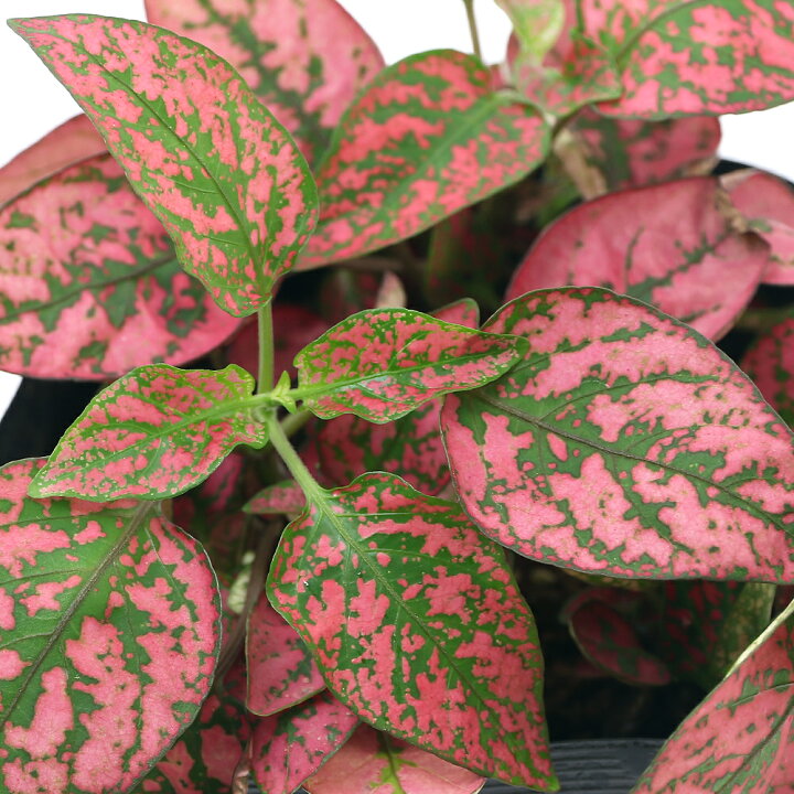 楽天市場 観葉植物 ヒポエステス レッド ２ ５ ３号 １ポット Charm 楽天市場店