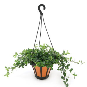 iϗtAjCeA@tBJX@VOi鐫KW}j݂蔫^Cv@5i1j