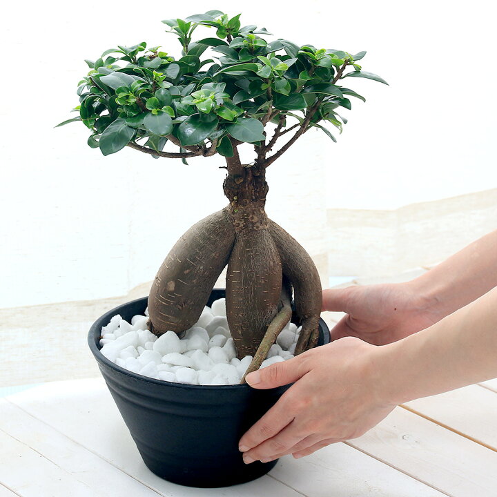 楽天市場 観葉植物 ガジュマル 7号 1鉢 接ぎ木株 北海道冬季発送不可 Charm 楽天市場店 楽天市場 観葉植物 ガジュマル 7号 1鉢 接ぎ木株 北海道冬季発送不可 Charm 楽天市場店