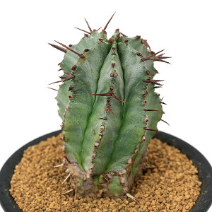 iAj[tHrA@z_@STCY@2D5`3i1j