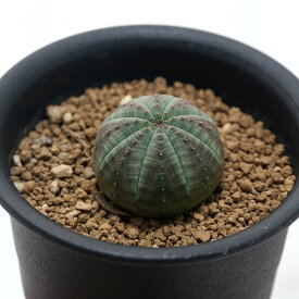 （多肉植物）ユーフォルビア　オベサ　2．5〜3号（1鉢）
