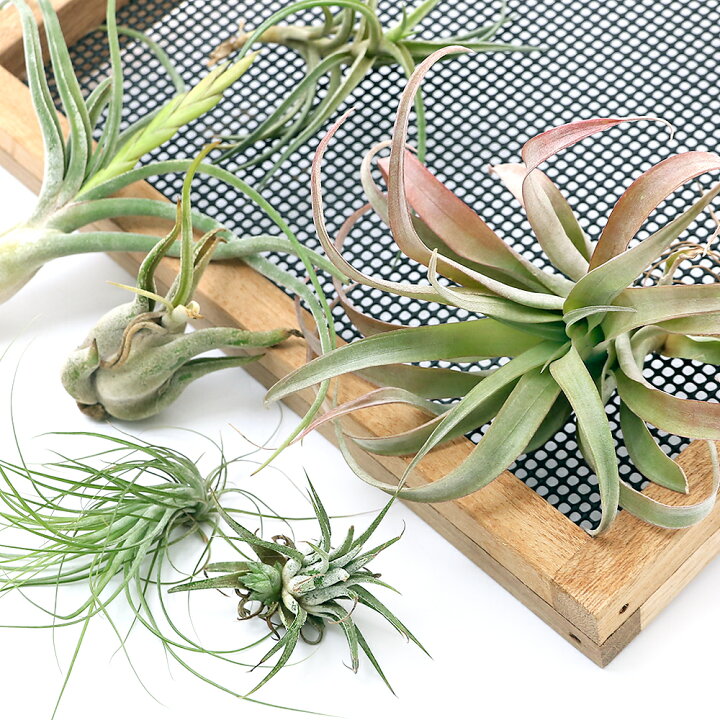 楽天市場 観葉植物 訳あり品 エアープランツ 品種おまかせ ５株 品種不明 傷あり ボリューム少ない Charm 楽天市場店