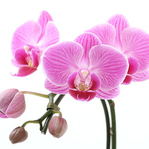 iϗtAjۋʁ@}CNӒi1j