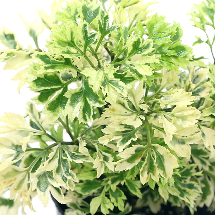 楽天市場 観葉植物 ポリシャス スノープリンセス ３号 １ポット Charm 楽天市場店