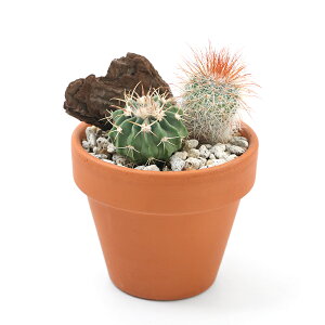 (観葉植物)テラコッタプランツ おまかせサボテン2種ミックス 6cm素焼鉢植え(1鉢)軽石砂・バーク 鉢植え おしゃれ 室内 プレゼント