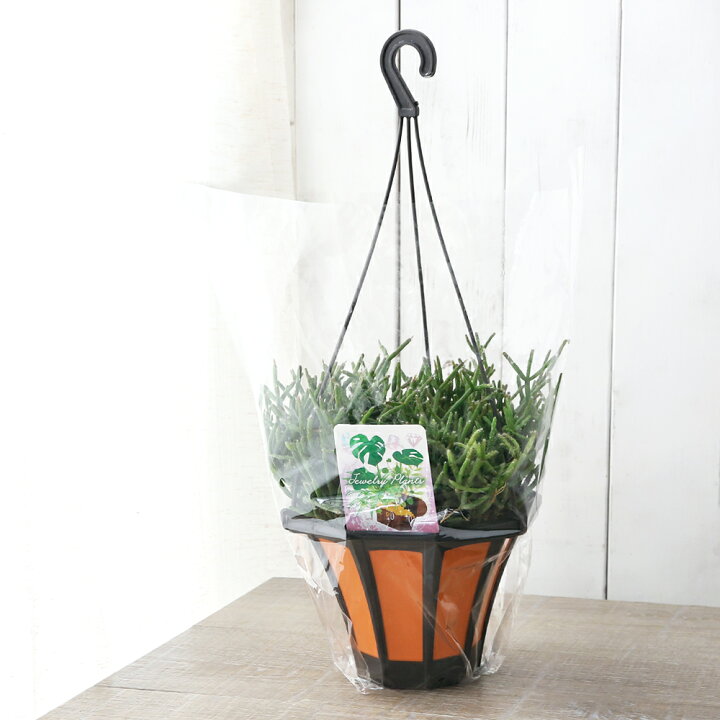 楽天市場 観葉植物 リプサリス バルチェリー 吊り鉢タイプ ５号 １鉢 Charm 楽天市場店
