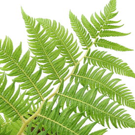 楽天市場 木性シダの通販