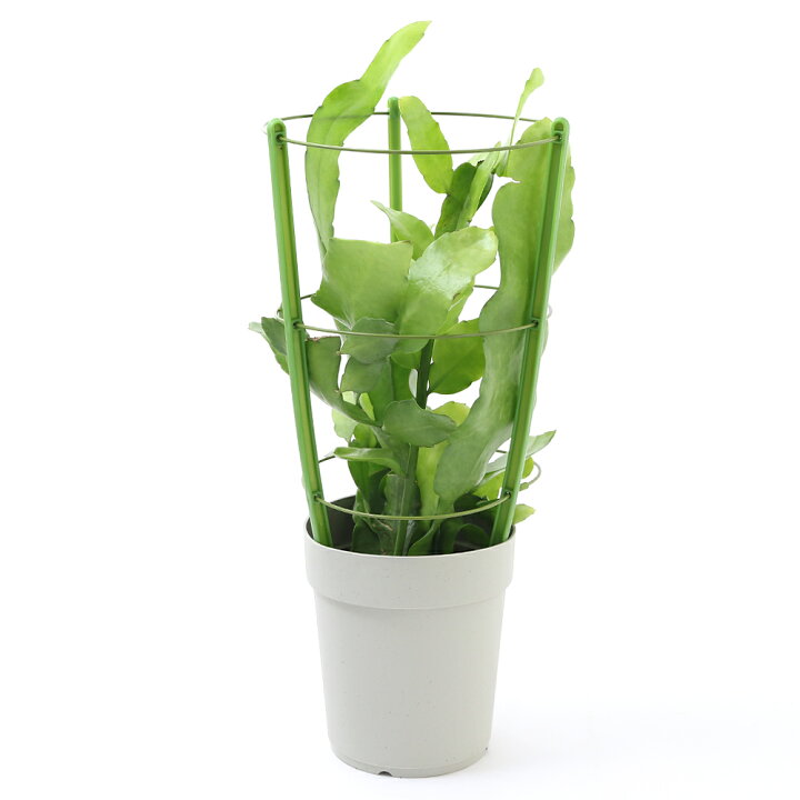 楽天市場 観葉植物 クジャクサボテン 品種おまかせ ５号 １鉢 北海道冬季発送不可 Charm 楽天市場店