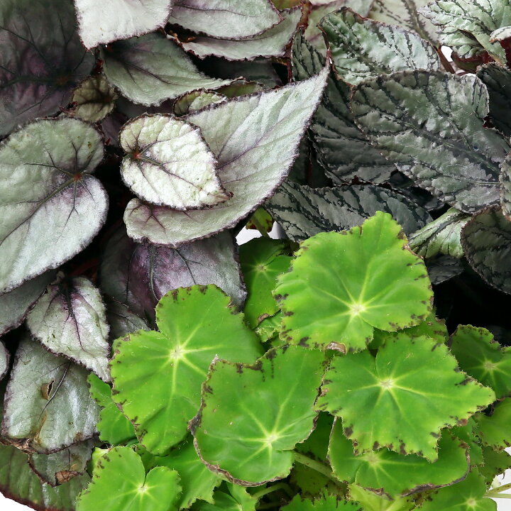 楽天市場 観葉植物 レックスベゴニア ビリーフタイプ 品種おまかせ ５号 １鉢 北海道冬季発送不可 Charm 楽天市場店