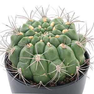 (多肉植物)サボテン ギムノカリキウム 新天地 5号(1鉢)