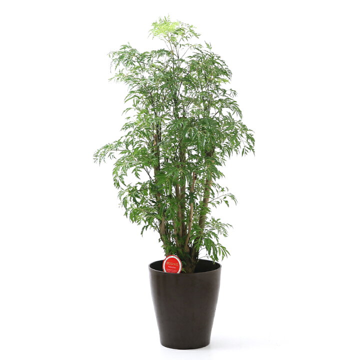 楽天市場 観葉植物 ポリシャス タイワンモミジ ６号 １鉢 沖縄別途送料 Charm 楽天市場店