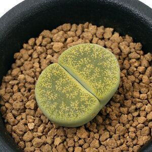 iAjing[vX@ArjJ@1A@2D5i1j