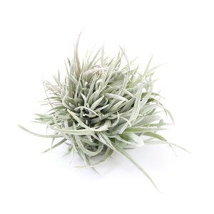 エアープランツ クランプの人気商品 通販 価格比較 価格 Com