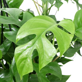 楽天市場 ヒメモンステラ 観葉植物の通販
