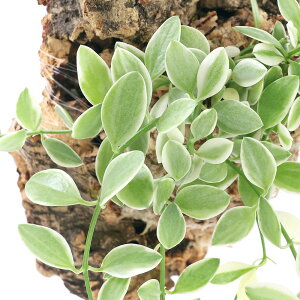 iϗtAjo[WRNvc@fBXLfBA@Ghi1j