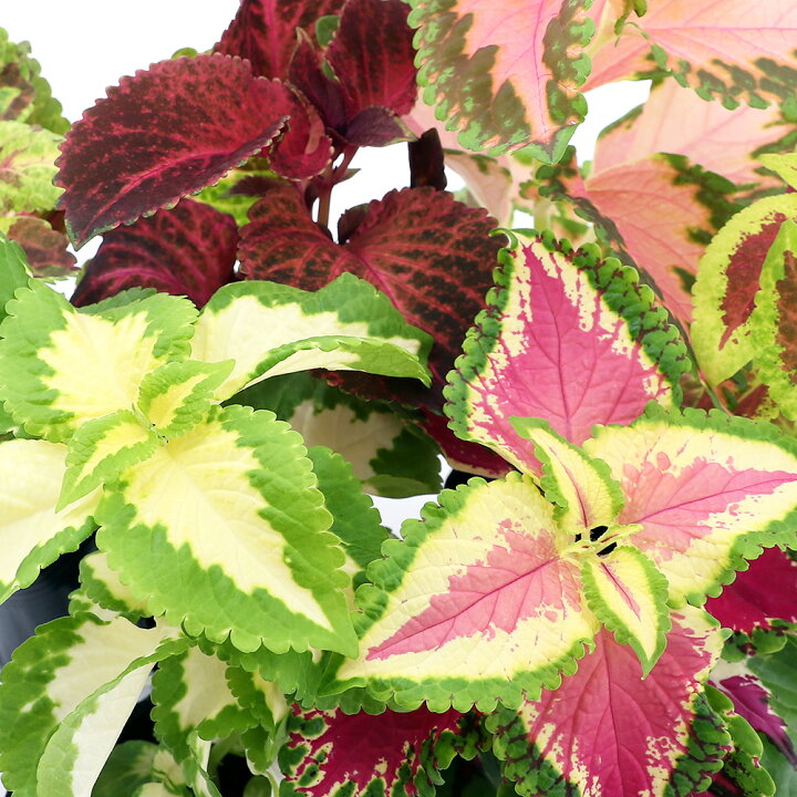 楽天市場 観葉植物 コリウス 品種おまかせ ３号 ３ポット Charm 楽天市場店
