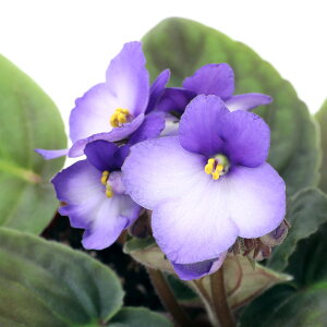 iϗtAjZg|[A@{j[^u[@Iv`}@3D5i1j