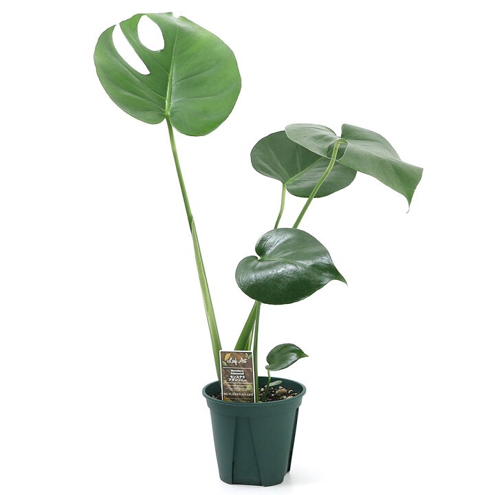 楽天市場 観葉植物 モンステラ アダンソニー ４号 １鉢 北海道冬季発送不可 Charm 楽天市場店