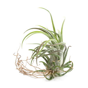 �i�ϗt�A���j�G�A�[�v�����c�@�`�����W�A�@�v���C�m�[�T×�X�J�|�[�T�i1���j