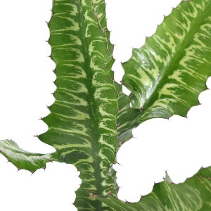 iAj[tHrA@OfBA[^@4i1j