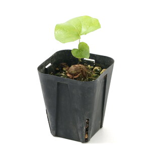 iAjfBIXRA@Vo`JiTbj@2D5`3@ċGxi1j@R[fbNX@x