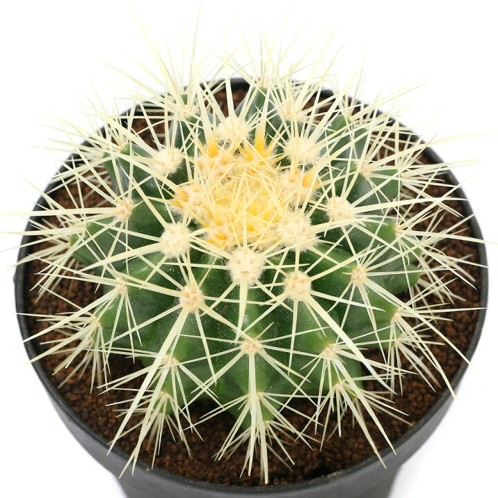 楽天市場 観葉植物 サボテン エキノカクタス 金鯱 キンシャチ ４号 １鉢 Charm 楽天市場店