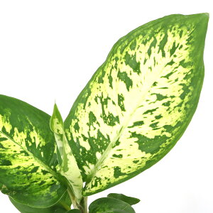 iϗtAjnChc9ӁELTCY@fBtFoLA@TuCi1|bgj