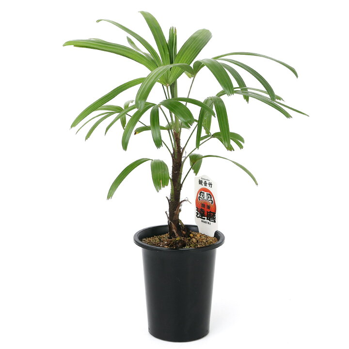 楽天市場 観葉植物 ヤシ カンノンチク 観音竹 達磨 ４号 １鉢 Charm 楽天市場店