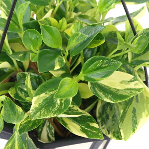 iϗtAjyy~A@Ox@݂蔫^Cv@5i1j