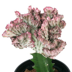 観葉植物 マハラジャ ユーフォルビアの人気商品 通販 価格比較 価格 Com 観葉植物 マハラジャ ユーフォルビアの人気商品 通販 価格比較 価格 Com