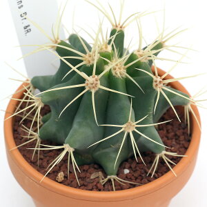 iAjfĔ@T{e@tFJN^X@iIEJEj@3i1j