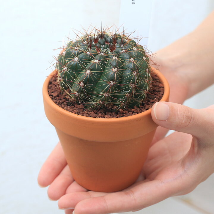 バレル サボテンの花 ポット サボテンクッキーカッター 売り込み
