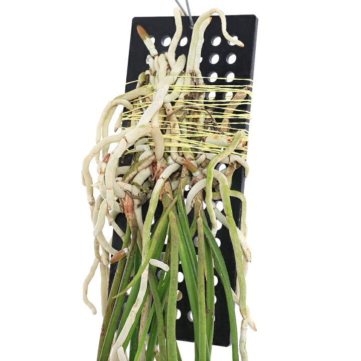 楽天市場】（観葉植物）洋ラン セイデンファデニア ミトラタ（1株 