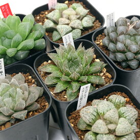 楽天市場 ハオルチア 種の通販